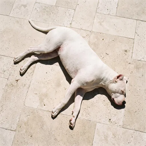 White Dogo Argentino Sunbathing on Patio