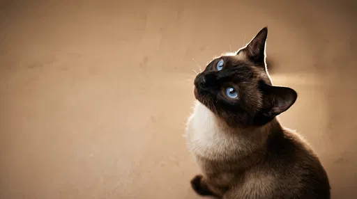 Siamese Cat Looking Up in Studio