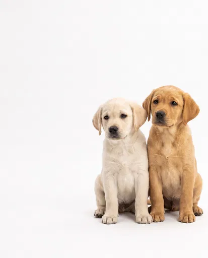 Two Yellow Labrador Puppies on White
