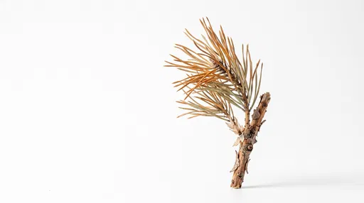 Dried Scots Pine Twig on White Background