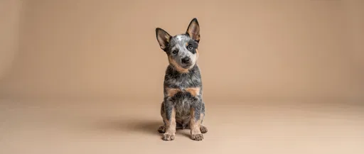 Blue Heeler Puppy Studio Portrait