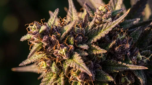 Macro Close-Up of Purple Cannabis Flower