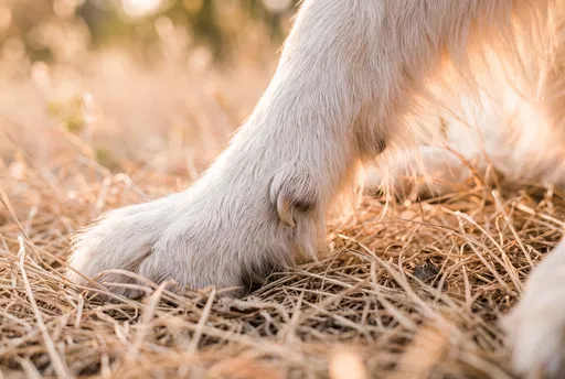 Close-Up of White Dog Paw in Sunlight