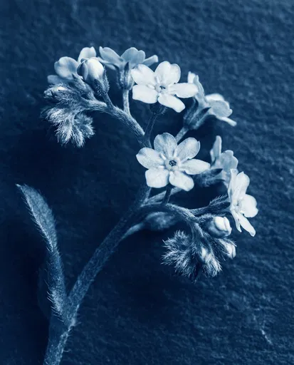 Cyanotype Forget-Me-Not Flower Sprig