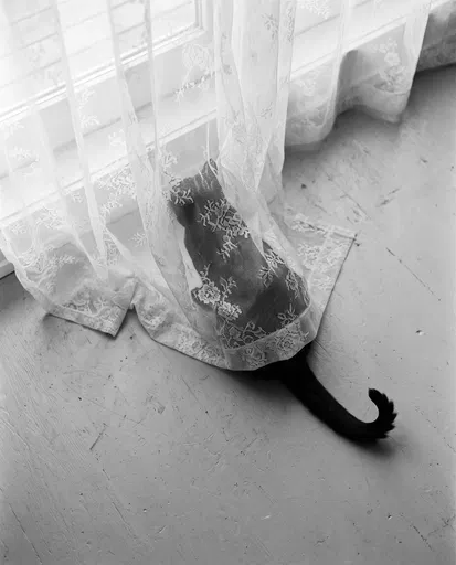 Black Cat Hiding Under Lace Curtain