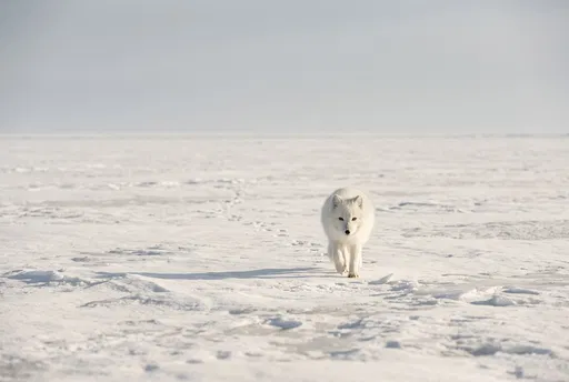 Arctic Fox Walking on Frozen Plain