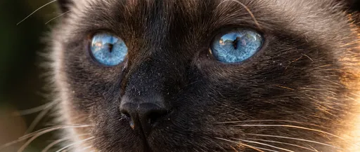 Macro Close-Up of Siamese Cat Eyes