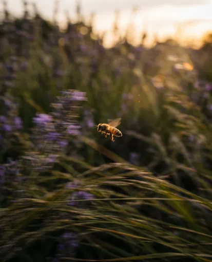 Honeybee in Flight Through Blurred Lavender
