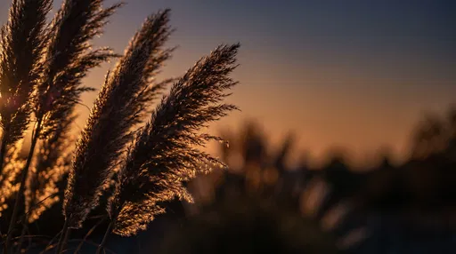 Backlit Pampas Grass at Dusk