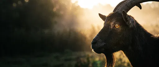 Backlit Billy Goat Profile in Morning Haze