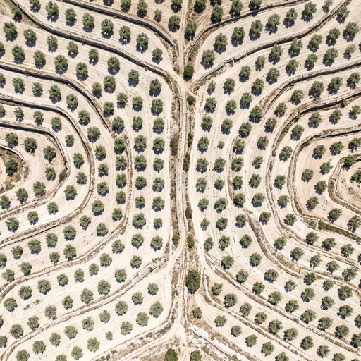 Aerial View of Symmetrical Terraced Olive Groves