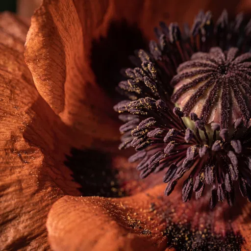 Macro Close-Up of Oriental Poppy Flower