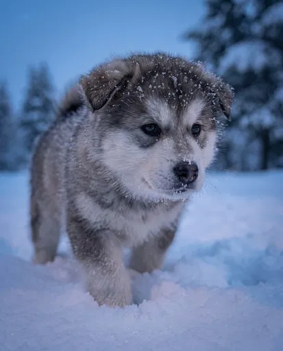 Fluffy Malamute Puppy in Winter Snow