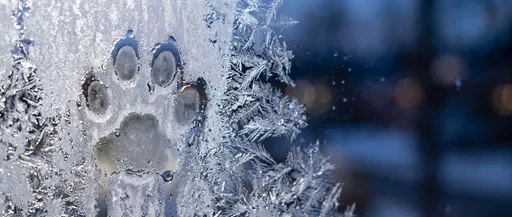 Cat Paw Print in Window Frost