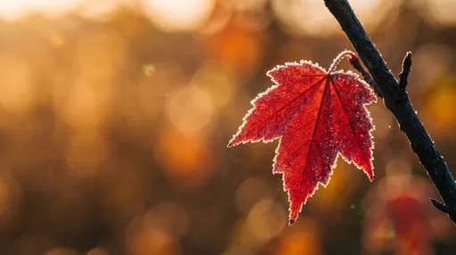Frosty Red Maple Leaf in Golden Sunlight