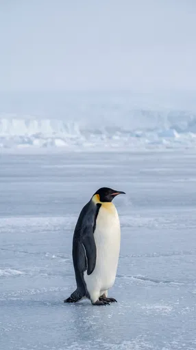 Emperor Penguin Standing on Antarctic Ice