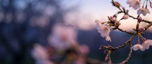 Twilight Cherry Blossom Branches Ultrawide