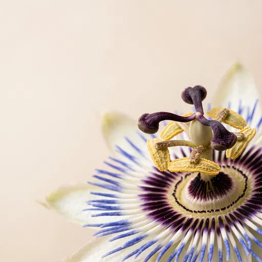Macro Close-Up of Blue Passionflower