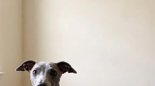 Grey Whippet Peeking From Bottom Frame