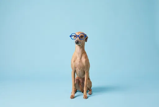 Italian Greyhound Wearing Blue Glasses