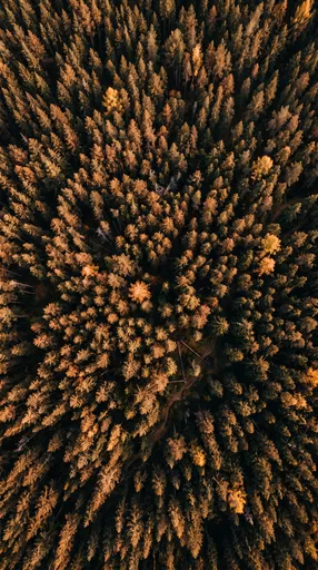 Aerial View of Autumn Pine Forest