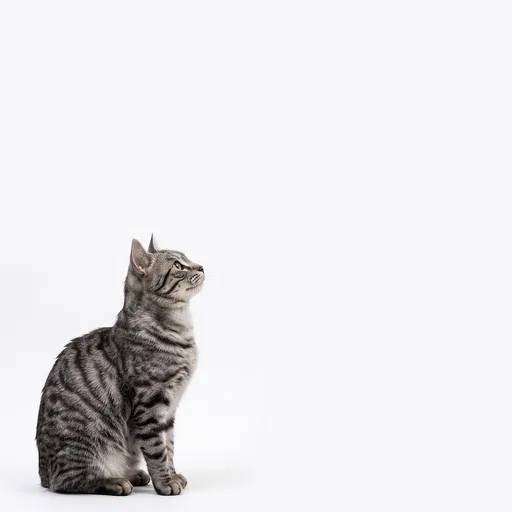 Gray Tabby Cat Looking Up