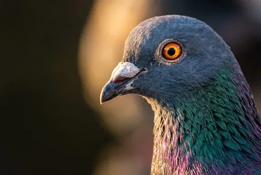 Macro Profile of Rock Pigeon