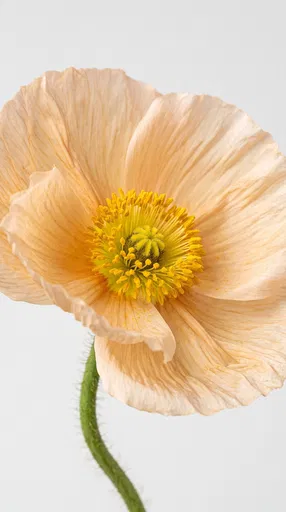 Champagne Peach Iceland Poppy Studio Portrait