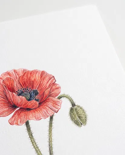Colored Pencil Drawing of Red Poppy