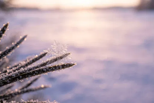 Macro Snowflake on Frosted Pine Needle