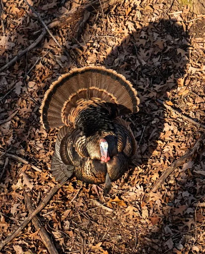 Overhead View of Strutting Wild Turkey