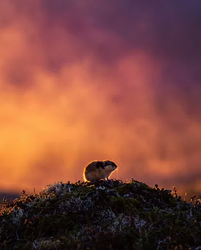 Backlit Lemming on Mossy Tundra Mound