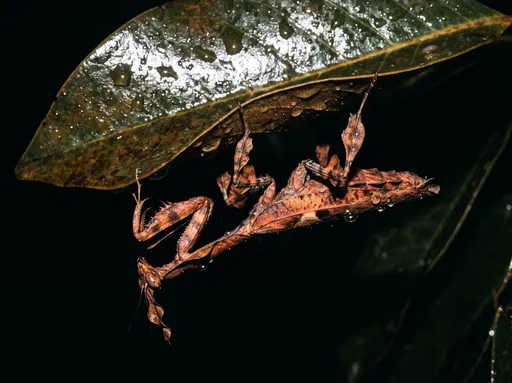 Dead-Leaf Mantis on Wet Foliage at Night