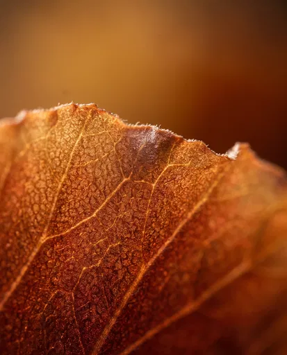 Macro Backlit Autumn Leaf Texture