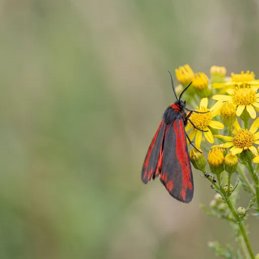 Cinnabar Moth on Yellow Ragwort Flower