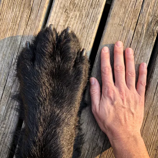Massive Black Dog Paw Beside Human Hand