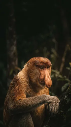 Male Proboscis Monkey in Dark Forest