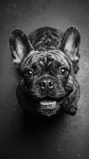 Black and White French Bulldog Portrait