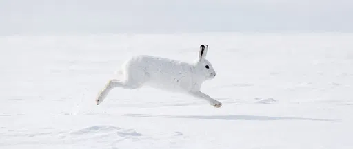 White Arctic Hare Leaping Across Snow