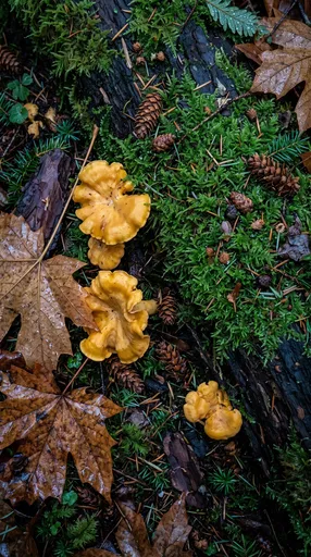 Golden Chanterelle Mushrooms on Mossy Forest Floor