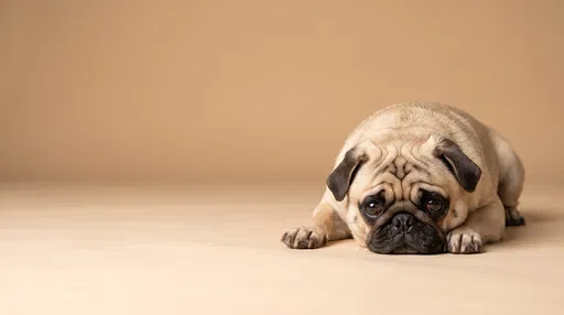 Fawn Pug Lying on Beige Background