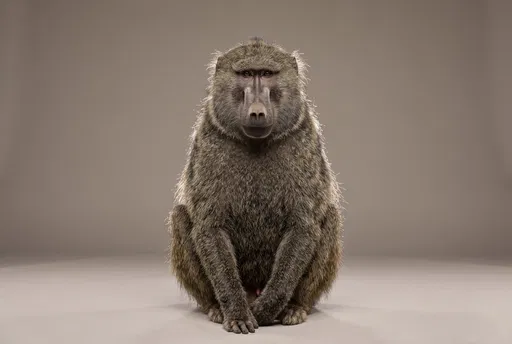 Studio Portrait of Seated Olive Baboon