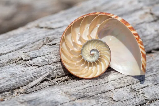Cut Chambered Nautilus Shell on Driftwood