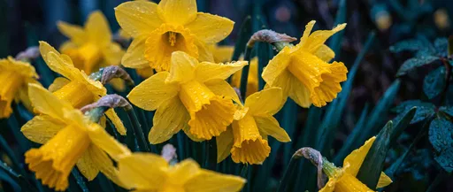 Yellow Daffodils with Raindrops at Twilight