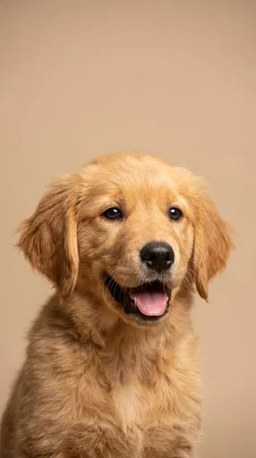 Golden Retriever Puppy Studio Portrait