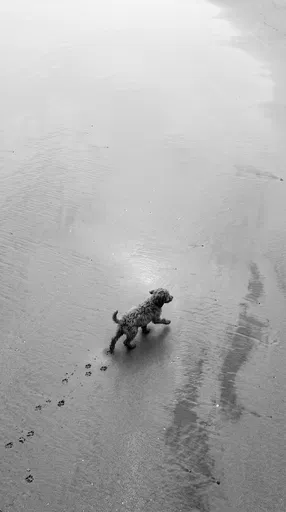 Puppy Walking on Wet Beach Sand
