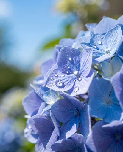 Blue Hydrangea Petals With Sparkling Dewdrops