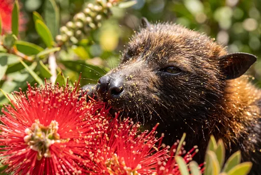 Flying Fox Feeding on Red Bottlebrush