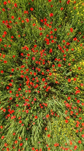 Overhead View of Wild Red Poppy Meadow