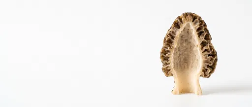 Halved Morel Mushroom on White Background
